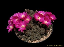 Sulcorebutia steinbachii v. taratensis 969